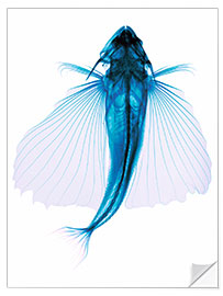 Selvklebende plakat Flying fish, X-ray