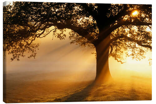 Canvas print Oak tree at sunrise