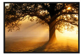 Gerahmter Kunstdruck Eiche bei Sonnenaufgang