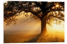 Foam board print Oak tree at sunrise