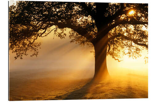 Gallery print Oak tree at sunrise