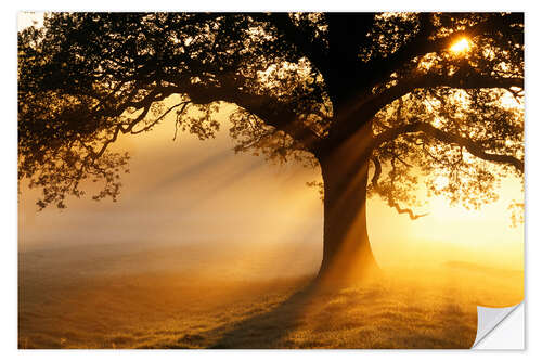 Selvklebende plakat Oak tree at sunrise