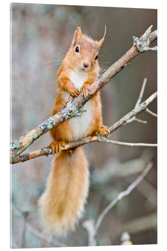 Obraz na szkle akrylowym Red squirrel on a branch