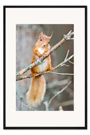 Gerahmter Kunstdruck Eichhörnchen auf einem Ast
