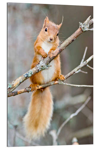 Gallery print Red squirrel on a branch