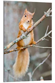 Magnettafel Eichhörnchen auf einem Ast