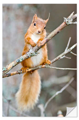 Selvklebende plakat Red squirrel on a branch