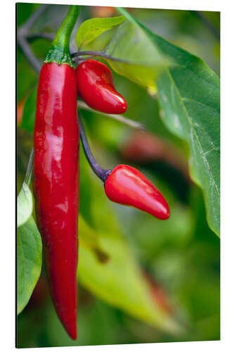 Aluminiumtavla Chili Peppers (Capsicum annum)