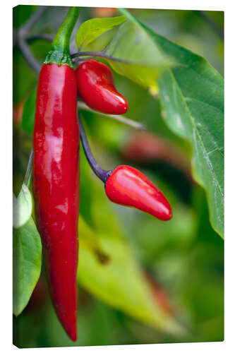 Canvas print Chili Peppers (Capsicum annum)