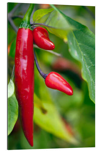 Quadro em plexi-alumínio Chili Peppers (Capsicum annum)