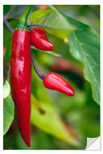 Selvklebende plakat Chili Peppers (Capsicum annum)