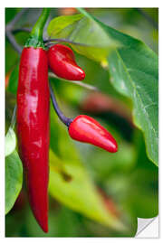 Selvklebende plakat Chili Peppers (Capsicum annum)