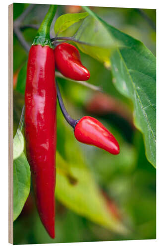 Wood print Chili Peppers (Capsicum annum)