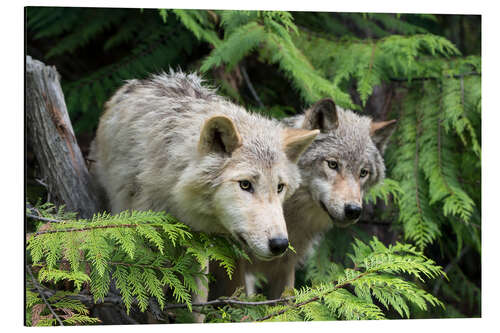 Cuadro de aluminio Grey wolves