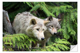 Naklejka na ścianę Grey wolves