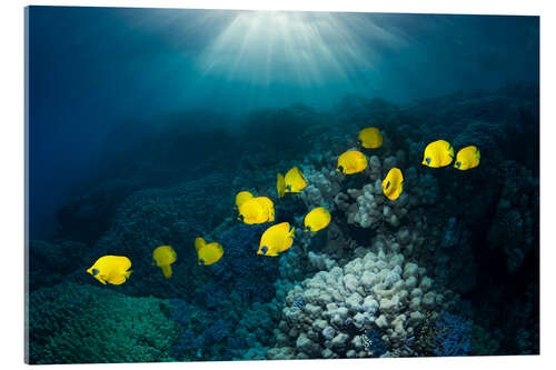 Tableau en verre acrylique Golden butterflyfish