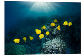 Obraz na PCV Golden butterflyfish