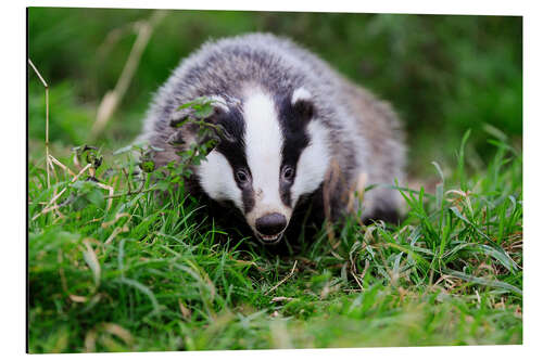 Aluminiumtavla Badger sneaking through the grass