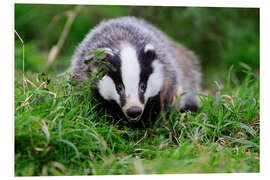 PVC-tavla Badger sneaking through the grass