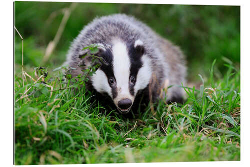 Galleriprint Badger sneaking through the grass