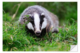 Vinilo para la pared Badger sneaking through the grass