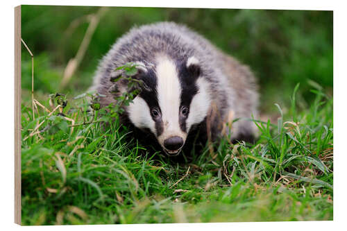 Trebilde Badger sneaking through the grass