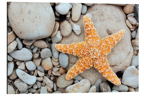 Aluminium print Starfish on a beach