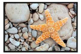 Gerahmter Kunstdruck Seestern auf Steinen