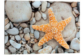 Gallery print Starfish on a beach