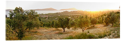 Akryylilasitaulu Olive grove at sunrise