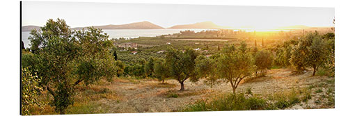 Quadro em alumínio Olive grove at sunrise