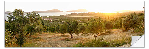 Wall sticker Olive grove at sunrise