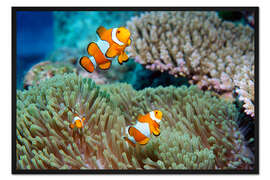 Gerahmter Kunstdruck Falscher Clownfisch