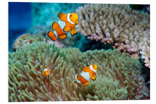 Foam board print False clown anemonefish