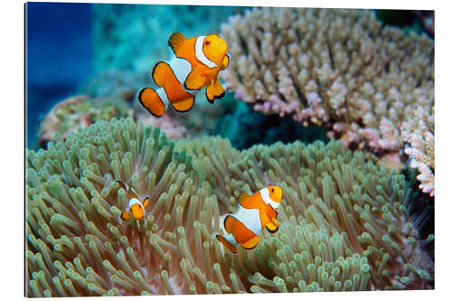 Gallery print False clown anemonefish