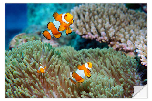 Naklejka na ścianę False clown anemonefish