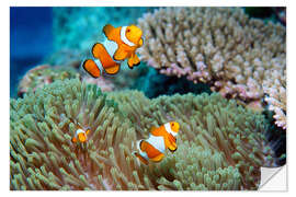 Wall sticker False clown anemonefish