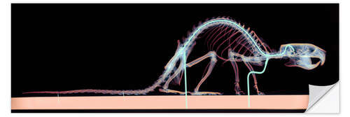 Sticker mural Rat skeleton