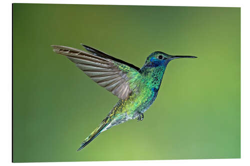 Aluminium print Sparkling violet hummingbird