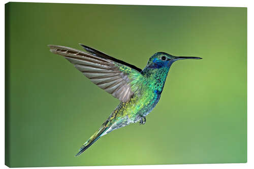 Tableau sur toile Sparkling violetear hummingbird