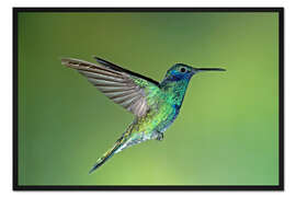 Gerahmter Kunstdruck Funkelnder violetter Kolibri