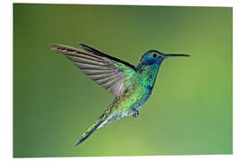 Foam board print Sparkling violet hummingbird