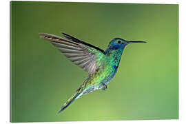 Gallery print Sparkling violet hummingbird