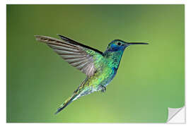 Sticker mural Sparkling violetear hummingbird