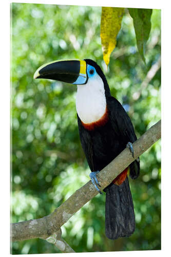 Quadro em acrílico White-throated toucan