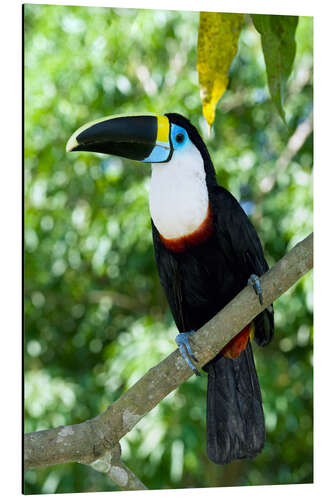 Aluminium print White-throated toucan