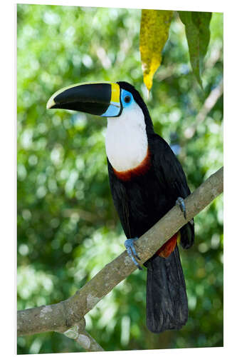 Foam board print White-throated toucan