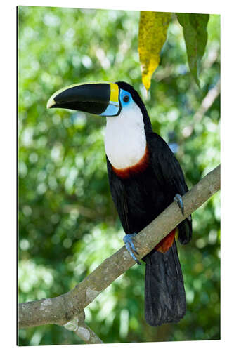 Gallery print White-throated toucan