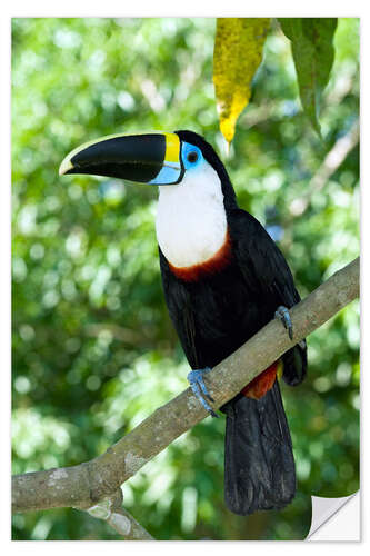 Vinilo para la pared White-throated toucan