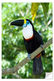 Naklejka na ścianę White-throated toucan